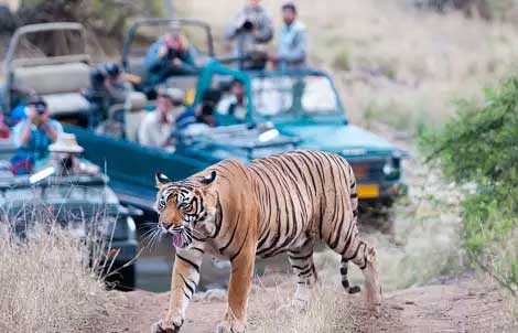 about-sariska