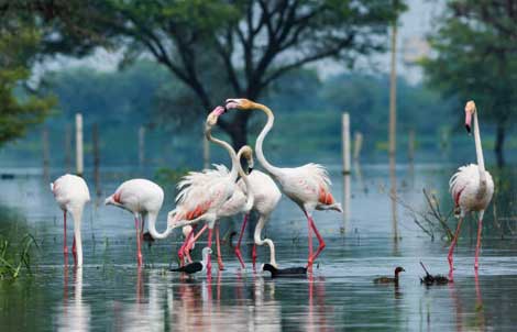 bharatpur bird sanctuary