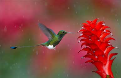 bird sariska