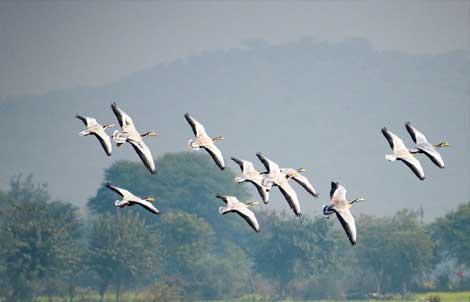 bird watching sariska