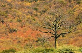 dry-forest