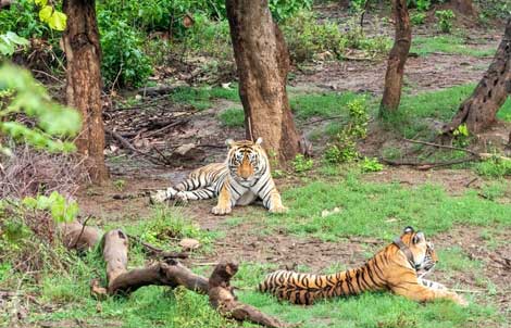 jeepsafari-sariska