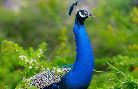 peafowl sariska