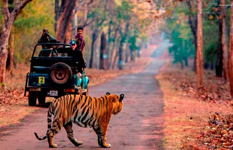 ranthambore national park