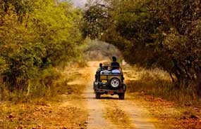 sariska safari