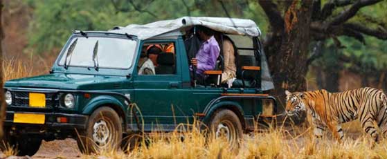 shared-jeep-sariska