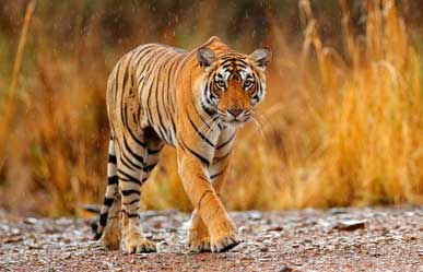 tiger sariska park