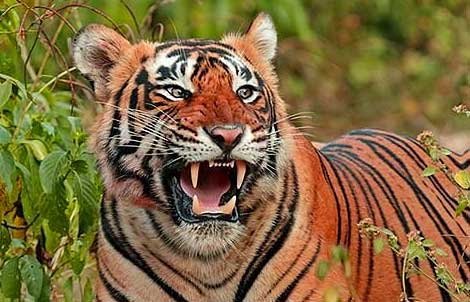 tiger-sariska