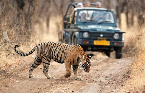 Wildlife Sanctuary India